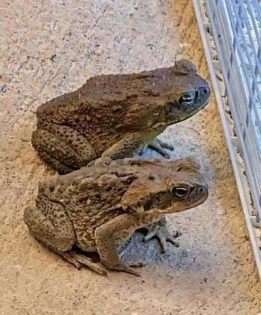 The Mysterious Toad That Appeared at Home And The Unexpected Meaning Behind Its Visit