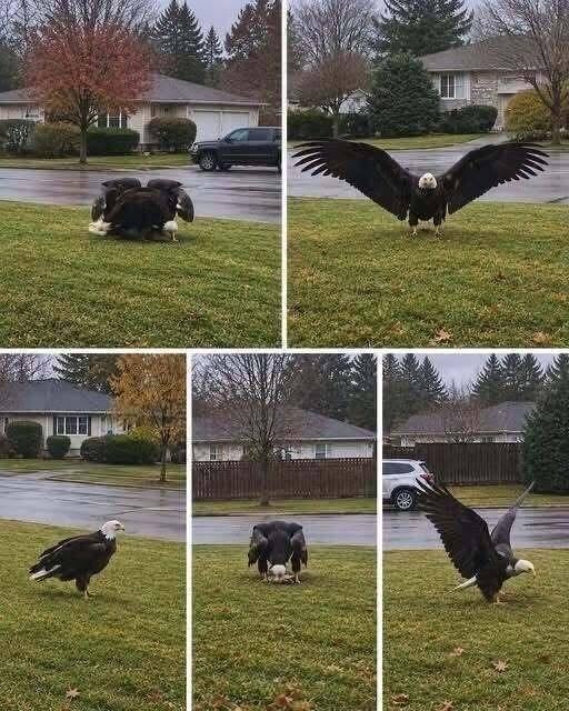 Giant Eagle captured in Bro!