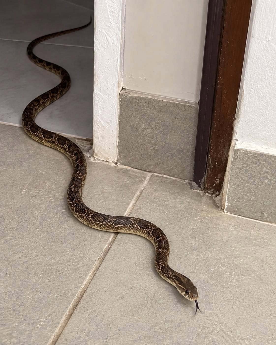 Finding a Snake in Your House? Here’s What to Do (And Why You Shouldn’t Panic)