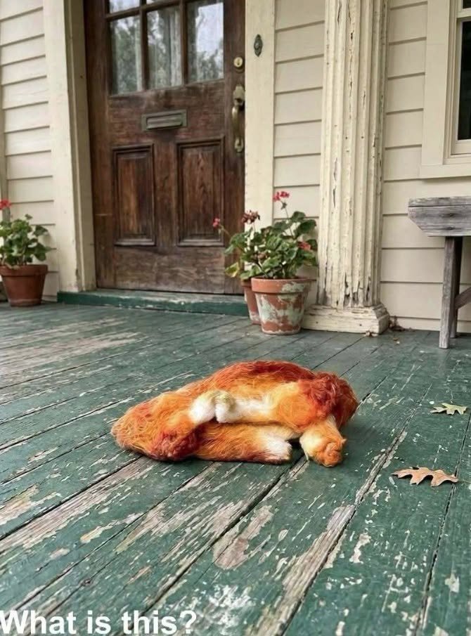 Unexpected Encounters: Discovering Wildlife Evidence on Your Front Porch