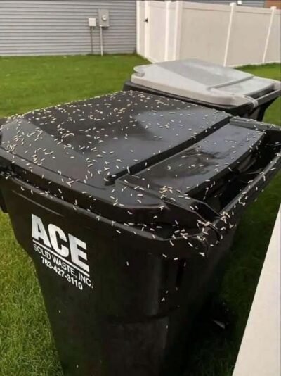 How to Stop Maggots From Taking Over Your Trash Bin