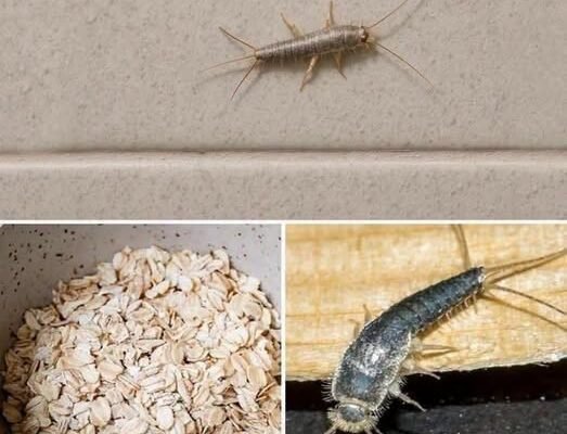 Found Silverfish in Your Home? Here’s What It Could Mean
