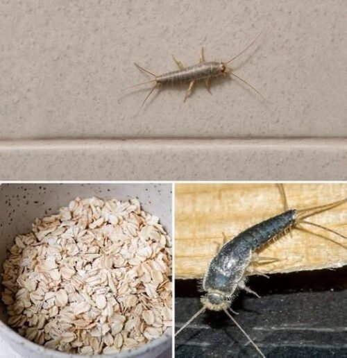Found Silverfish in Your Home? Here’s What It Could Mean